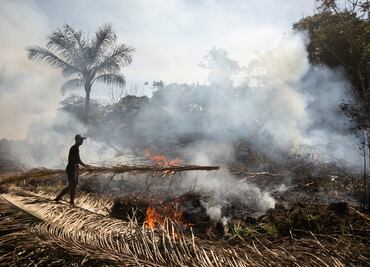 Especies en peligro de extinción pierden gran parte de su hábitat por fuegos en el Amazonas