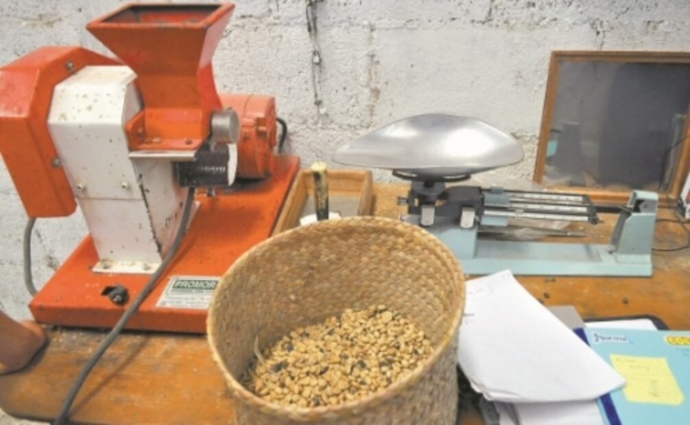 “El corte de café es nuestra mejor fiesta decembrina”, dice agricultor