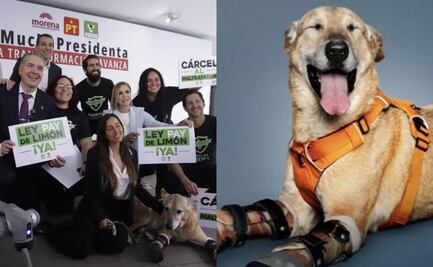 ¿Qué es la Ley Pay de Limón? La iniciativa que busca endurecer las penas por maltrato animal