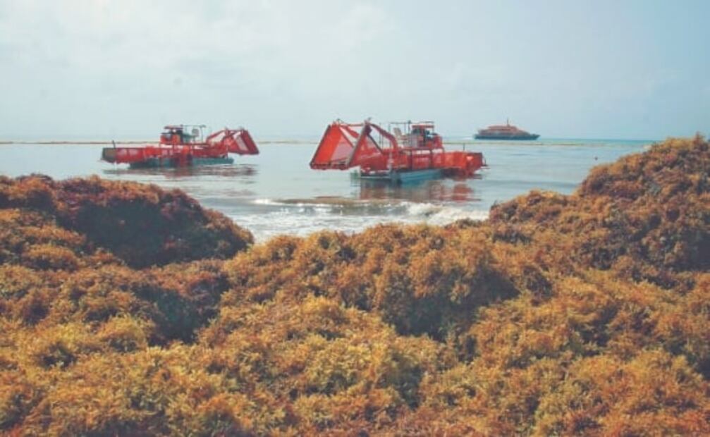 9 cosas que debes saber sobre el sargazo antes de tus vacaciones