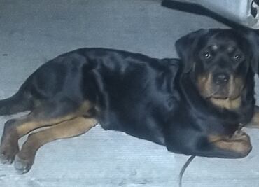 Rottweiler destroza pierna de niña de 3 años en Aguascalientes