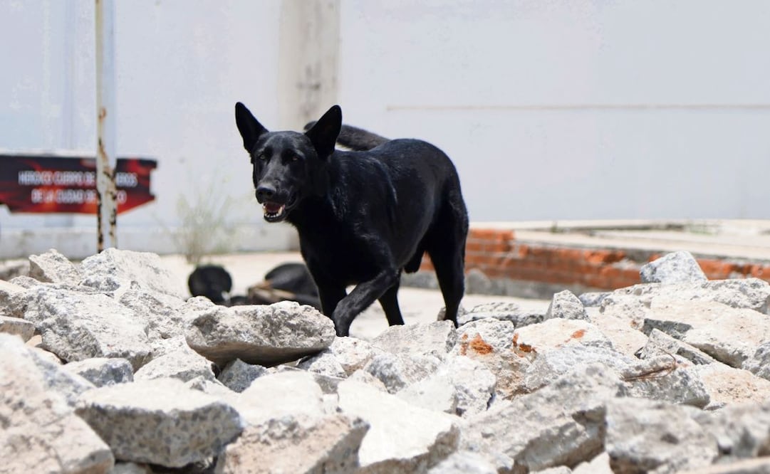Togo tuvo que cumplir con las características de ser un perro con impulsos altos y ser activo, para poder ser parte del binomio en el Heroico Cuerpo de Bomberos de la Ciudad de México. Foto: Carlos Mejía/EL UNIVERSAL