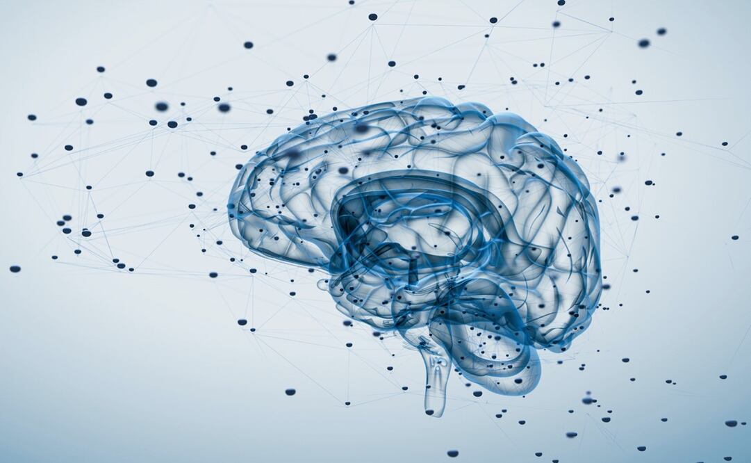 ¿Sabías que la materia gris sirve para procesar la información en el cerebro? - Foto: Archivo/EL UNIVERSAL