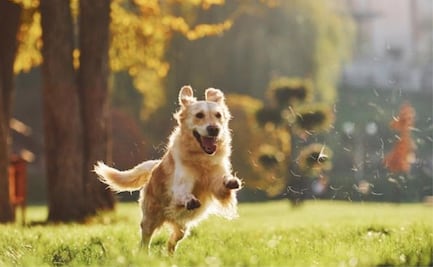 ¿Te pueden sancionar por no recoger las heces de tu mascota? Esto dice la Ley