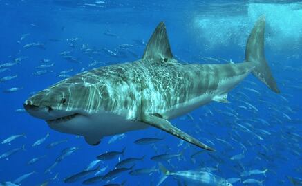 Joven surfista lucha contra tiburón de 3 metros de largo en playa de Australia y escapa con una herida en la pierna