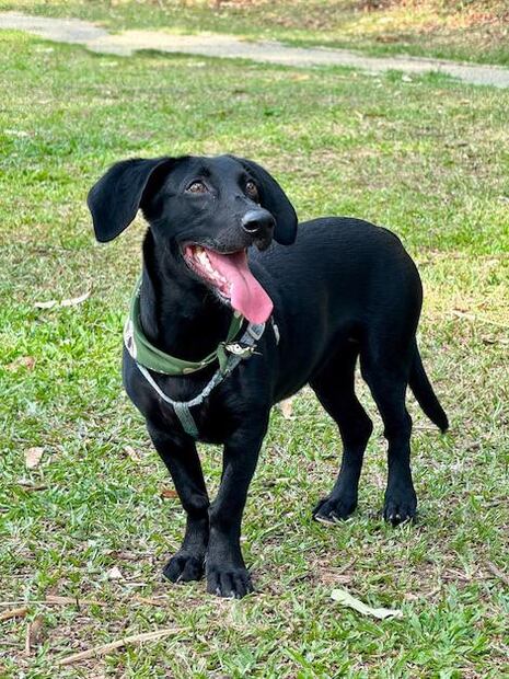 El vómito amarillo en los perros, aunque común, no debe ignorarse. Fuente: Freepik.