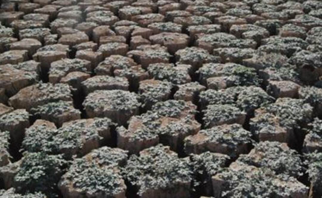 El momento más interesante para la agricultura es aquel que va desde el inicio hasta el final de la estación dedicada a cultivar la tierra. Foto: Archivo EL UNIVERSAL