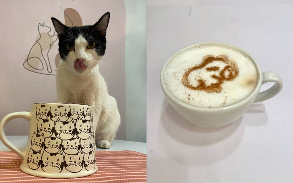 Fotos: Catfecito de Gato Gazzu Cat Cafe