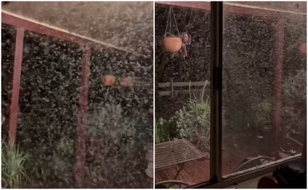 "Son monstruosos": enjambre de mosquitos afectan a Nueva Gales, devastada por inundaciones