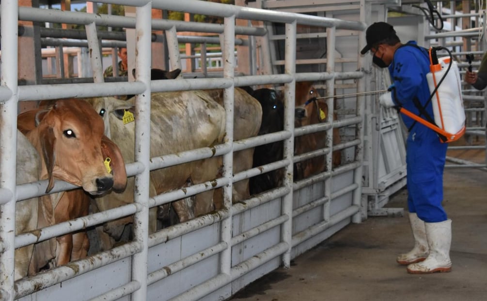 Confirman caso de gusano barrenador en Nuevo León (14/08/2025). Foto: Especial