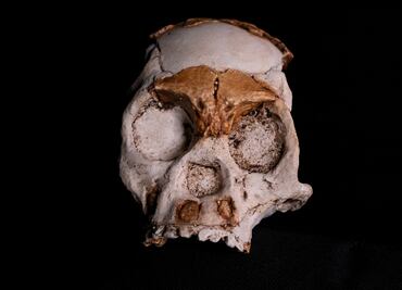 ¿Cómo vivía el Homo naledi, primo lejano del ser humano? Restos fósiles lo revelan