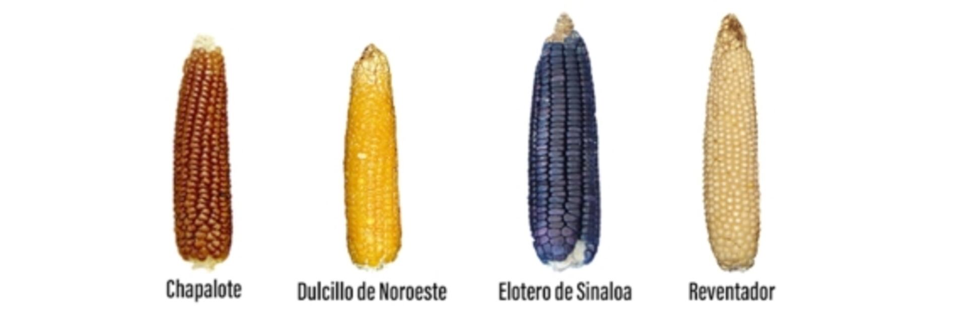 7 razas de maíz que quizás no conocías