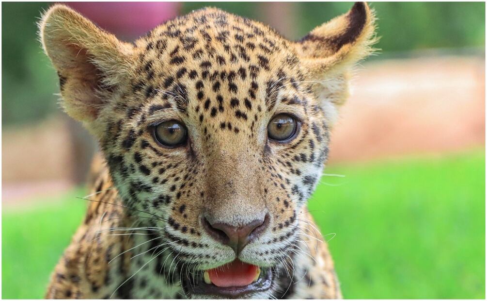 El Día Internacional del Jaguar se conmemora este 29 de noviembre (18/09/2024). Foto: Especial