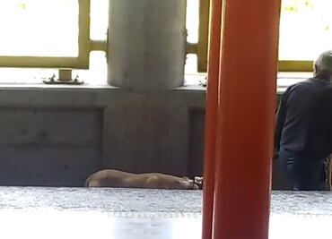 Rescatan a perro de vías en Metro Muzquiz