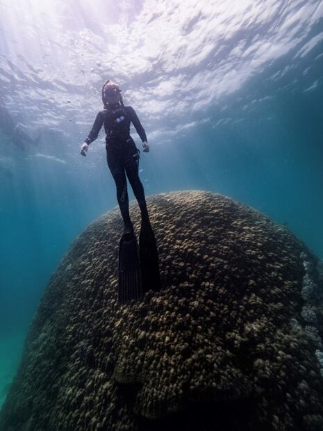 Descubren coral "resiliente" de hace más de 400 años