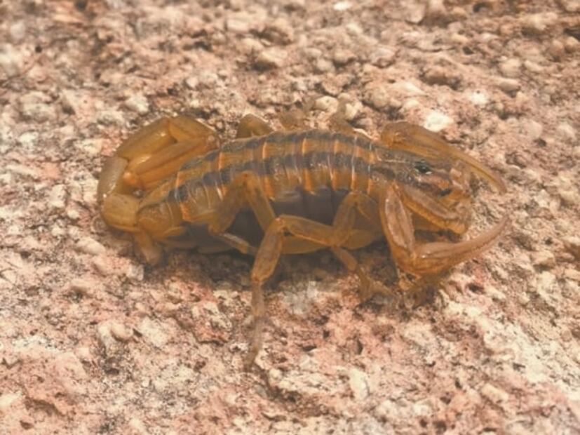 Qué nos dicen los órganos sexuales de los alacranes mexicanos