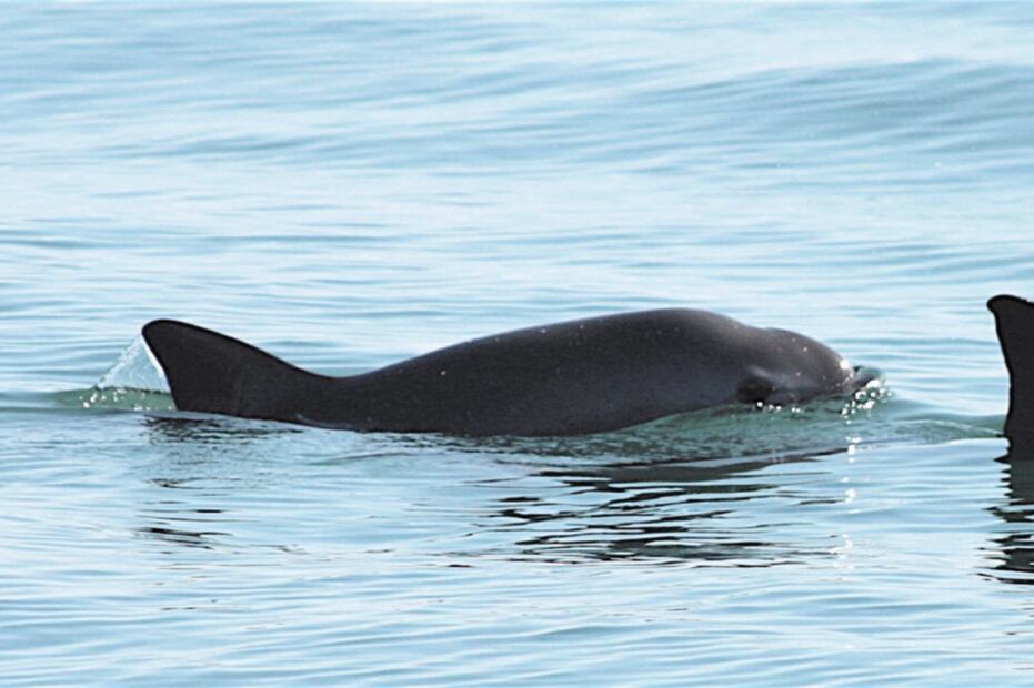 La vaquita marina es una especie en grave peligro de extinción. (Archivo EL UNIVERSAL)