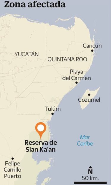 En riesgo, fauna de reserva Sian Ka’an por incendio