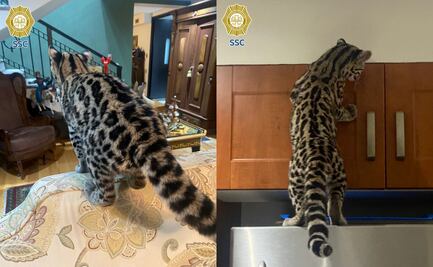 Resguardan gato silvestre en vivienda de Álvaro Obregón; policías lo trasladan a Brigada Animal