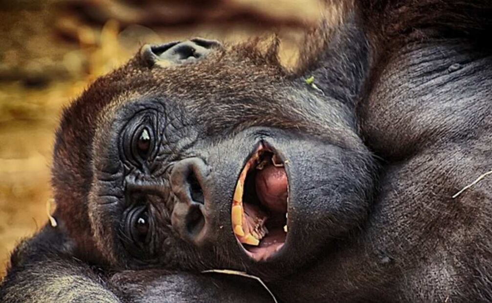En 2011, la comercialización de cabezas, cráneos y extremidades de gorilas y chimpancés alcanzó un gran auge en Camerún. Foto: iStock