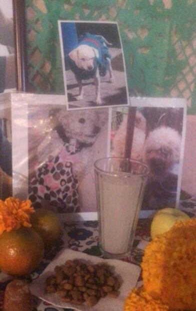 Día de Muertos para mascotas: recuerdan a sus perritos en Neza