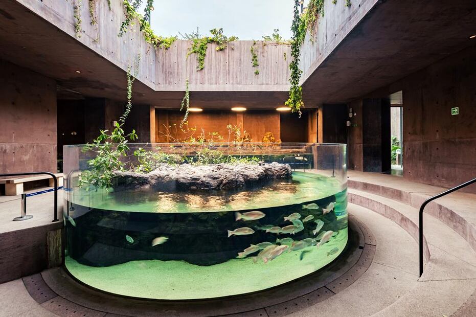 Foto: Gran Acuario Mazatlán Mar de Cortés