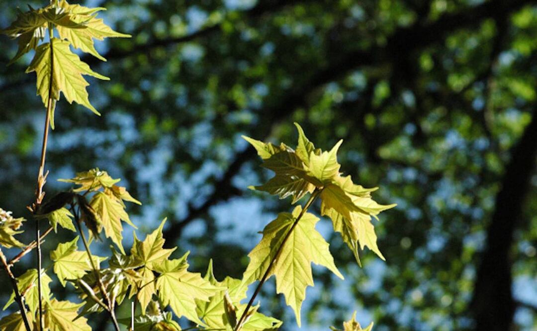 Bosque de Maple en Jalisco. Foto: Cortesía
