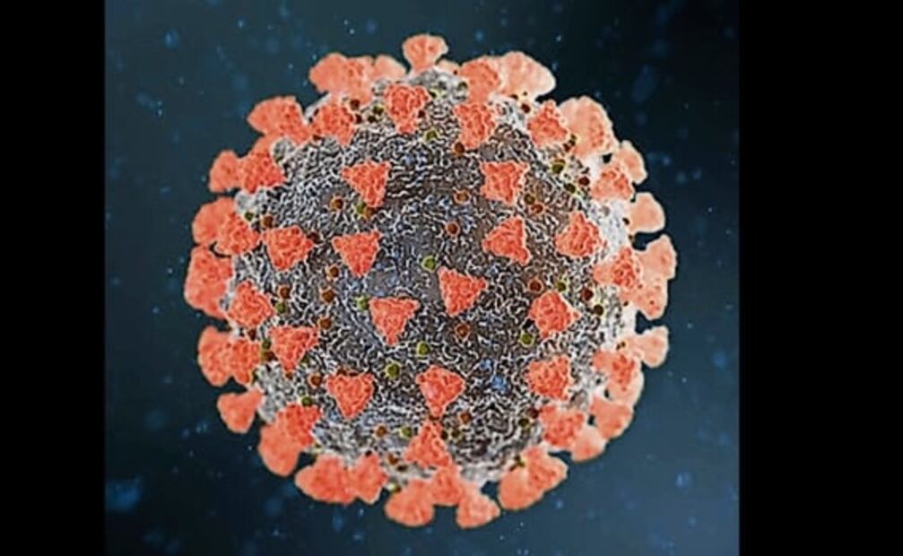 El coronavirus también se trasmite a través de células inmunes: estudio