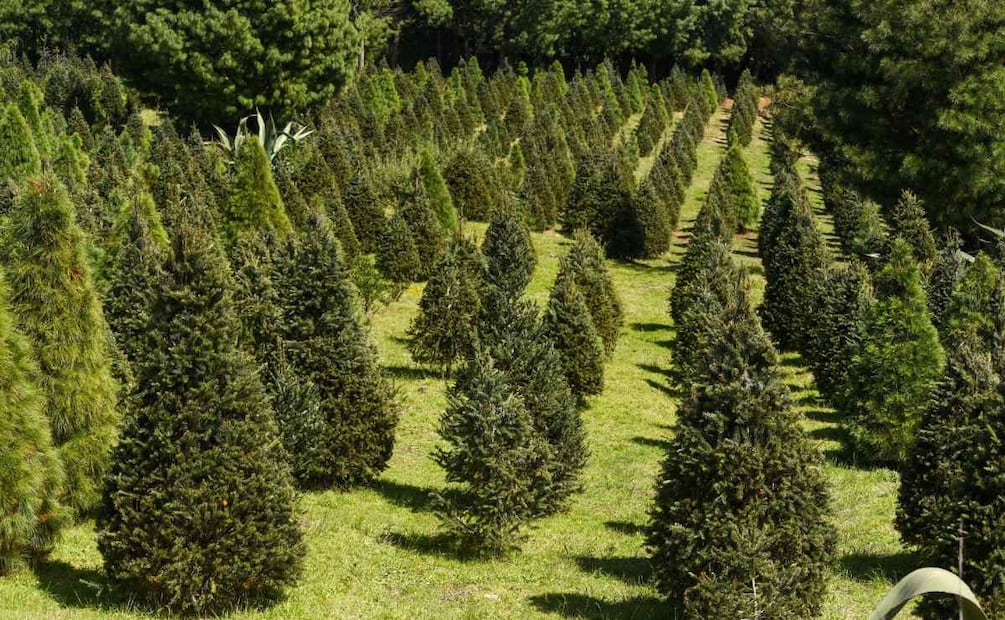 Venta de arboles navideños naturales: ¿Por qué está en decadencia esta actividad en México?