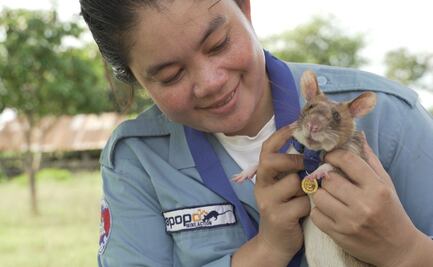 Magawa, la rata experta en detectar minas se 'jubila' en Camboya