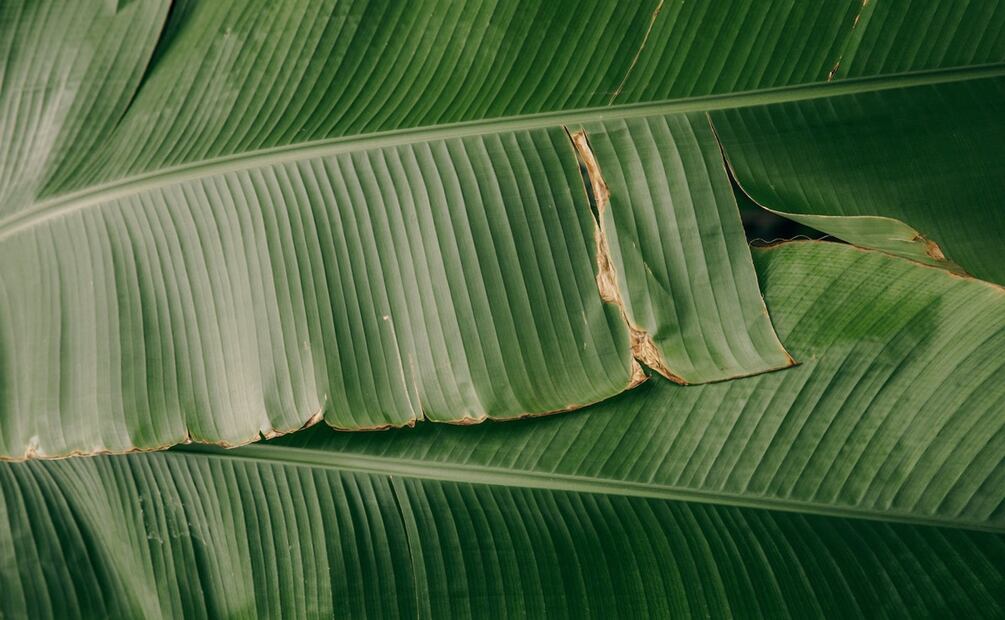 ¿Cómo envolver los tamales? Foto: Maksim Goncharenok / Pexels