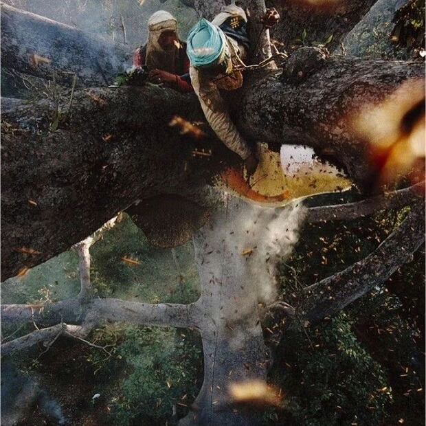 Foto: @himalayan_madhoney