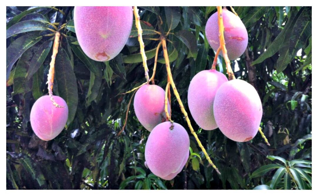 foto: cortesía CONACYT