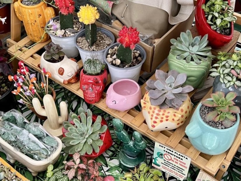 El Plant Fest es ideal para aprender sobre cuidados de las plantas en casa. Foto: Facebook Plant Fest