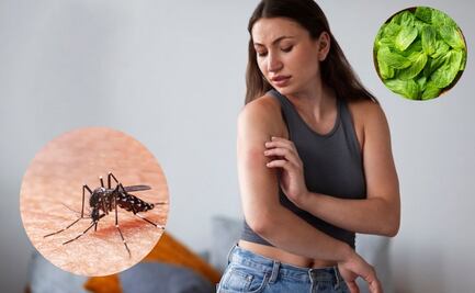 Calor en México; 7 remedios caseros para ahuyentar mosquitos y calmar picaduras