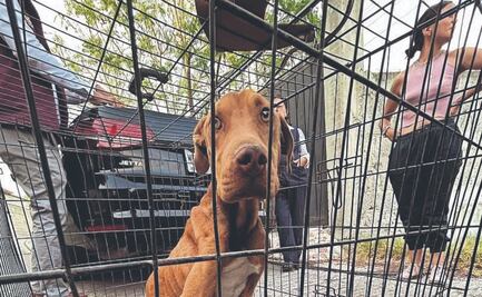 Chiapas endurece castigos por maltrato animal; hasta cinco años de cárcel por causar la muerte de mascotas