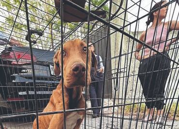 “Hace falta sensibilización y compromiso con los animales”