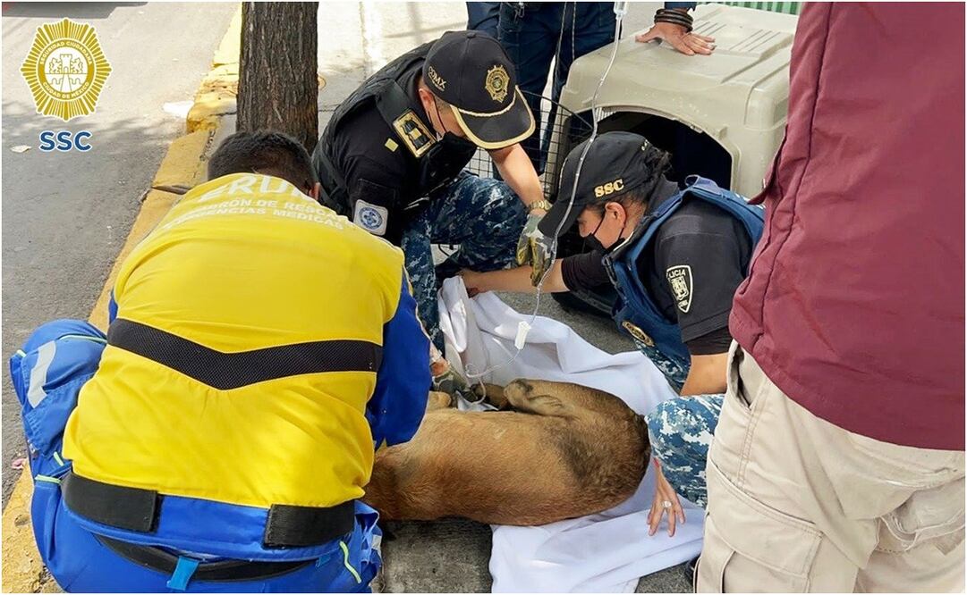 Foto: Facebook Policía Ciudad de México