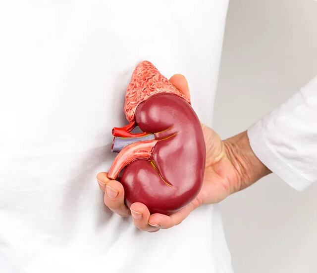 Día Mundial del Cáncer de Riñón 2025; ¿por qué se celebra cada jueves?; conoce sus síntomas