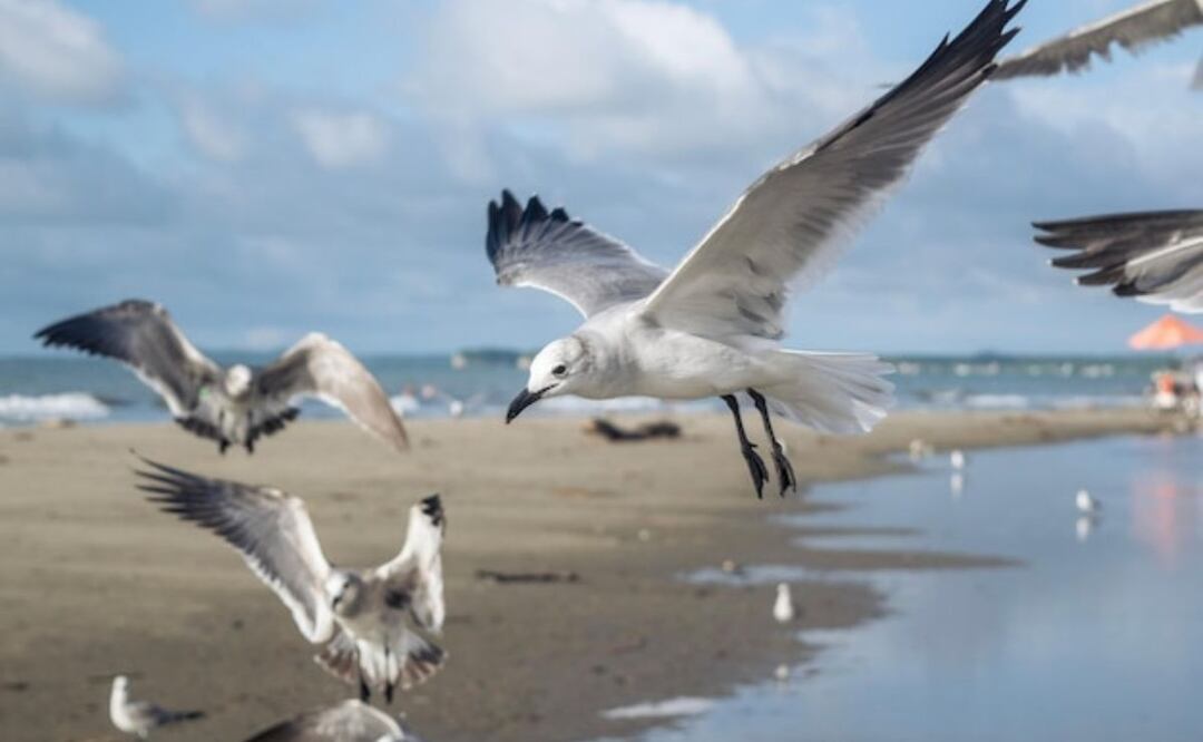 El comportamiento de descanso de las gaviotas varía también según la especie y el hábitat. Fuente: Freepik.