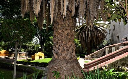 El Museo de El Carmen dice adiós a sus palmeras canarias   