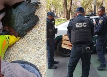 Mujer rescata tucán en Paseo de la Reforma y lo entrega a la SSC; policías lo extravían