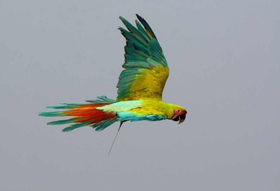 Selección de la editora: 5 paraísos de vida silvestre en México que otros países envidiarían