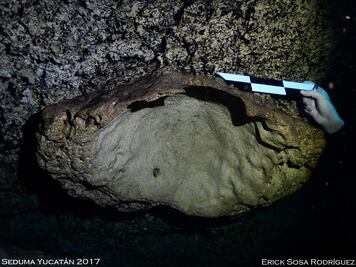 Encuentran fósil de 23 millones de años en cenote de Mérida