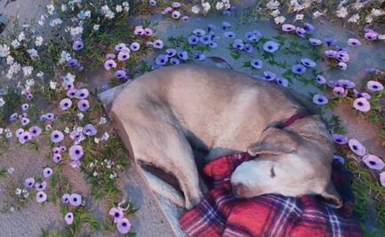 VIDEO: Joven se reúne con su perrita fallecida "Sam" a través de realidad virtual