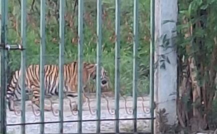 Mantienen operativo para capturar a tigre de bengala que escapó en Salinas Victoria, Nuevo León