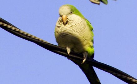 Carismáticas, pero peligrosas: especies invasoras