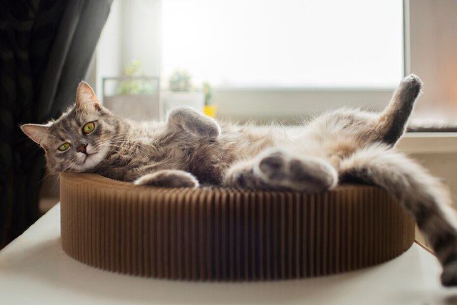 La ciencia respalda que tener un gato como compañero ofrece grandes beneficios. Fuente: Freepik.