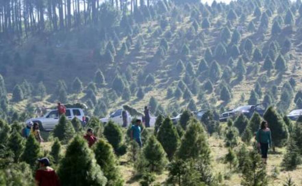 Explora un laberinto en Amecameca y, de paso, ve por tu arbolito