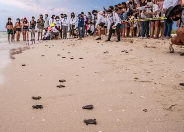 Suman 40 mil crías de tortuga reintegradas a su hábitat en Yucatán